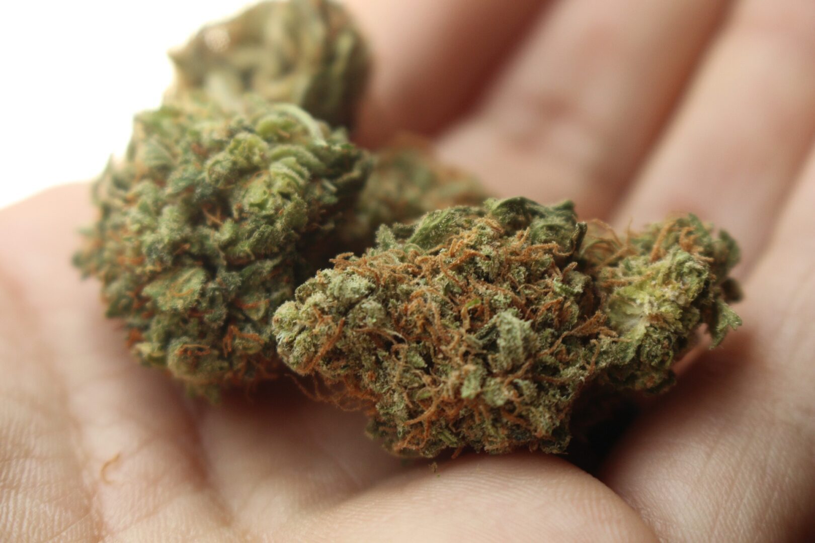 The Most Popular Weed Strains in DC | Cannabis Blog