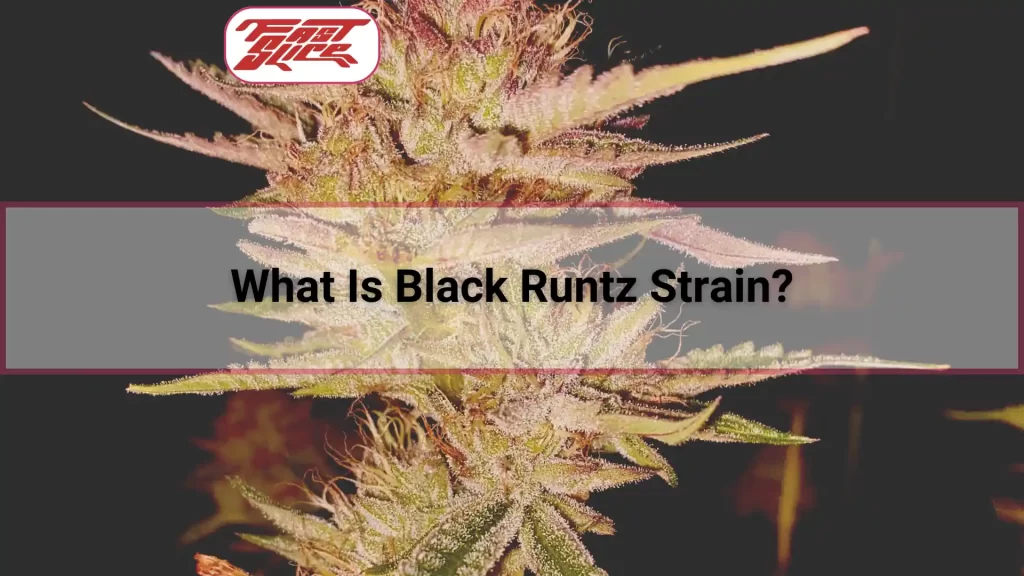 What Is Black Runtz Strain