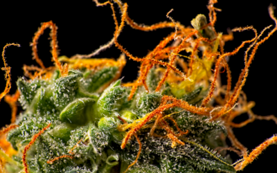 Popular Weed Strains in DC